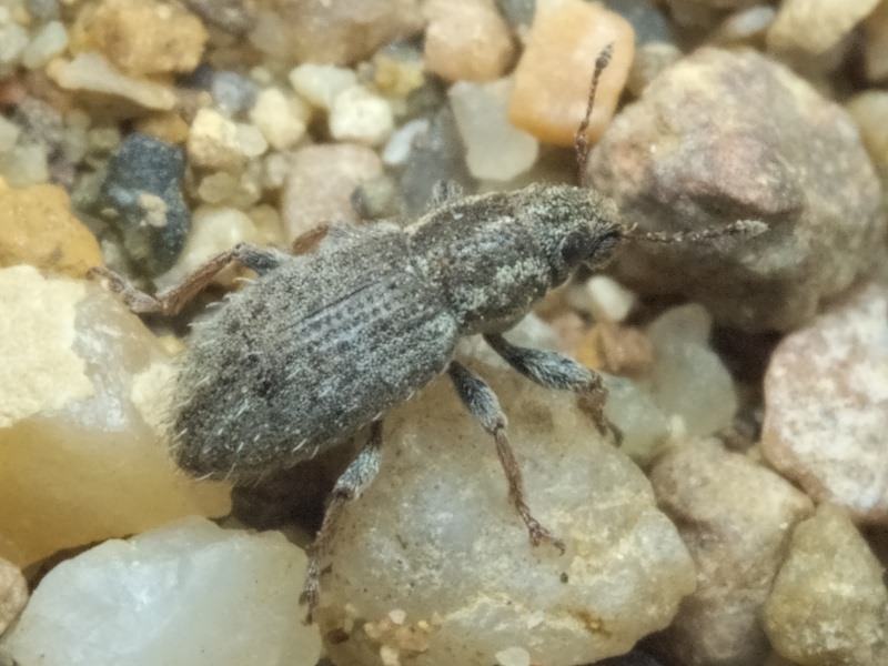 Curculionidae Latreille, 1802